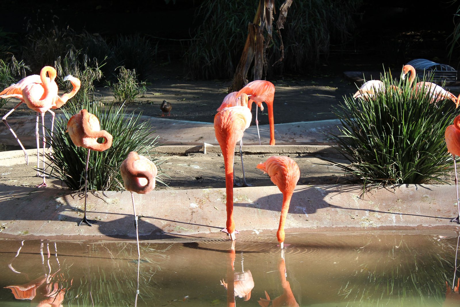 San Diego Zoo Part II 100